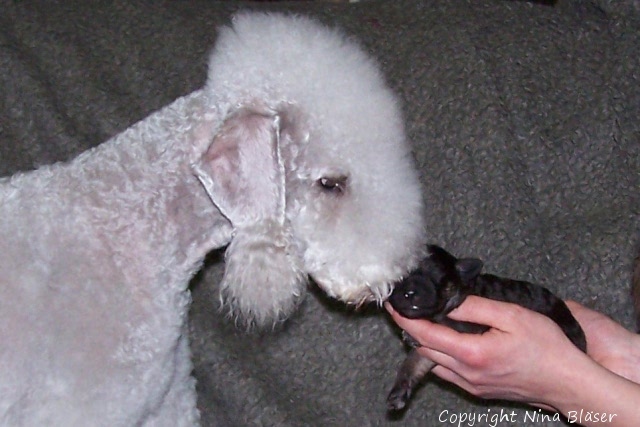 Svet & Arlequin 20012008-7.JPG